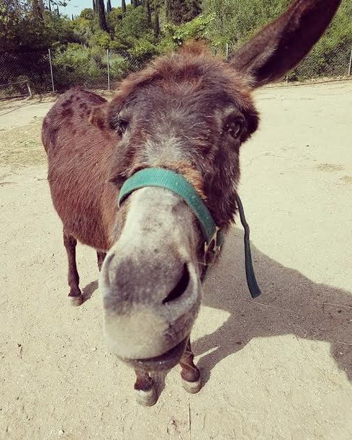 Corfu Donkey Rescue