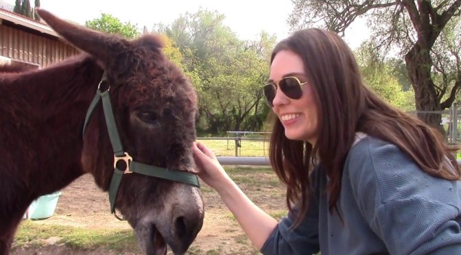 Corfu Donkey Rescue Gives Abandoned Donkeys a Second Chance