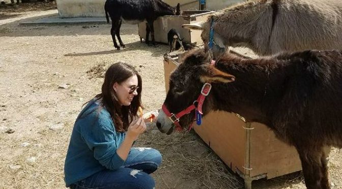 Corfu Donkey Rescue-Every Animal Lover should Volunteer Here!