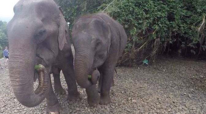 Animal Abuse at ElephantsWorld in Kanchanaburi, Thailand – Don’t Volunteer Here