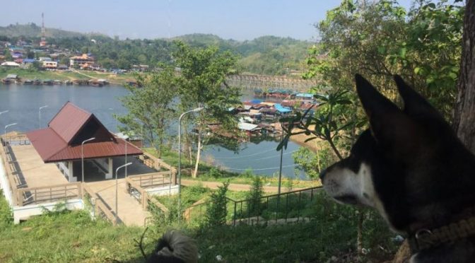 Baan Unrak Thai Animal Sanctuary – Great Organization and Needs Volunteers
