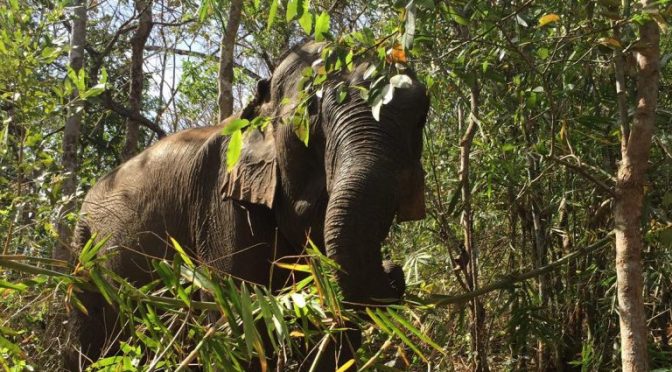 Elephant Valley Project in Cambodia is Ethical and Great
