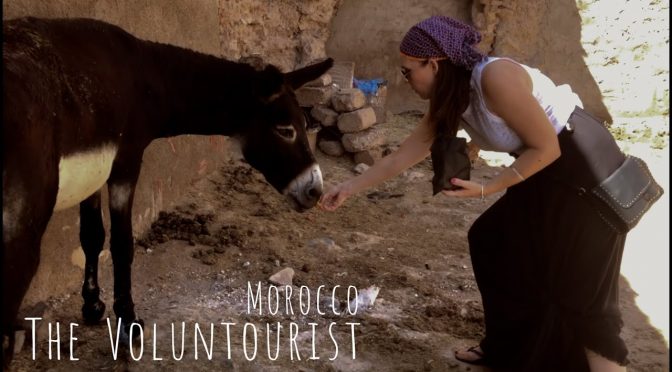Animal Abuse in Morocco-How Tourists Can Help