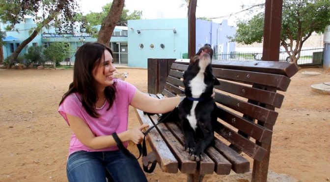 Volunteering with SPCA Animal Shelter in Tel Aviv – Voluntourist Video