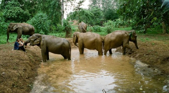 Filmmaker Ashley Bell Documents the Plight and Hope for Asian Elephants