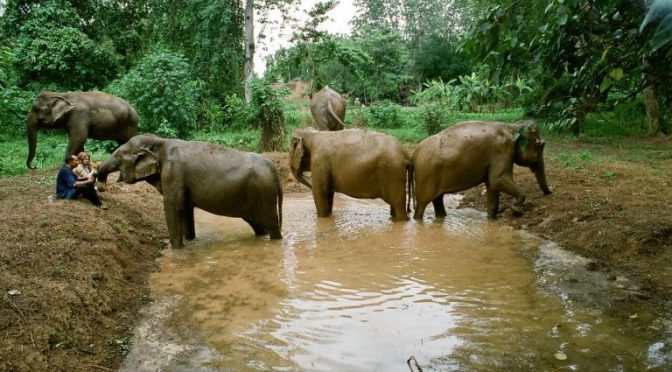 Filmmaker Ashley Bell Documents the Plight and Hope for Asian Elephants