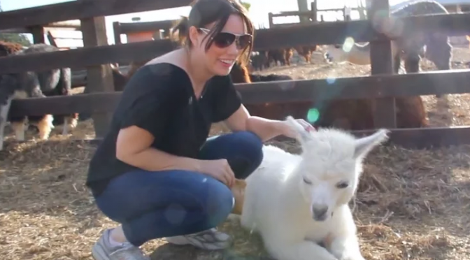 HOW TO VOLUNTEER ON AN ALPACA FARM IN ISRAEL – VOLUNTOURIST VIDEO