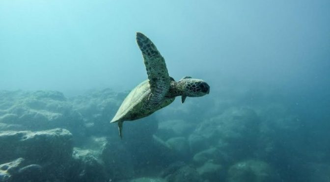 How Plastic is Killing our Marine Life and What You Can Do to Help