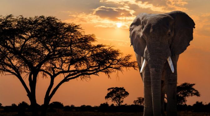 Ethical Animal Sanctuaries in Africa to Volunteer at and Ones to Avoid