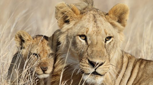 The Truth About Volunteering with Lions in Africa