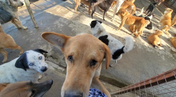 A contrast of disappointment and hope in humanity at Sneha’s Care Animal Shelter