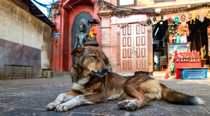 Watch World Vets in action as they help reduce the street animal population in Nepal