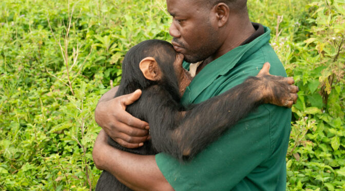 How Burundi genocide survivor Stany Nyandwi is helping save chimpanzees from extinction